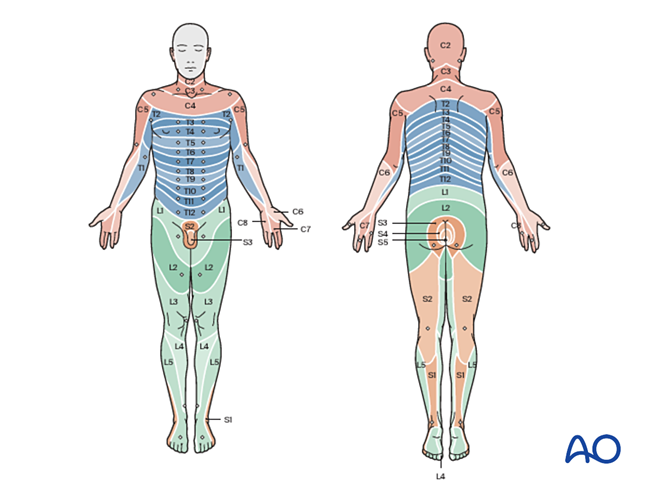 Dermatomes