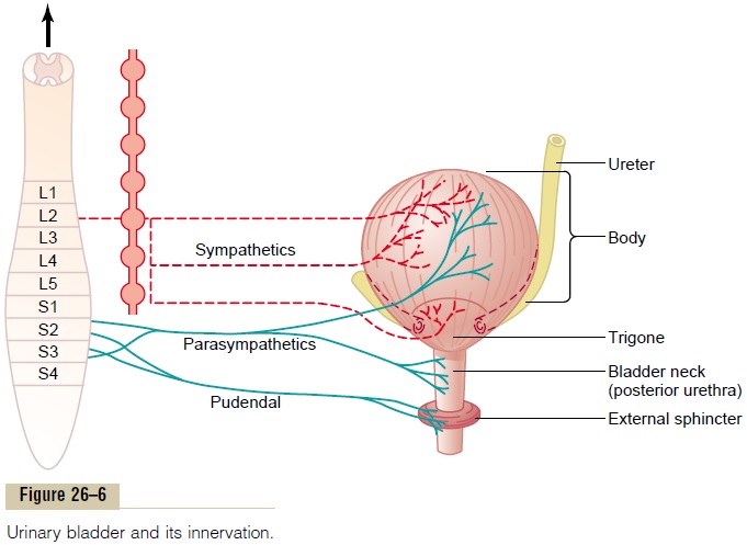 Bladder innervation
